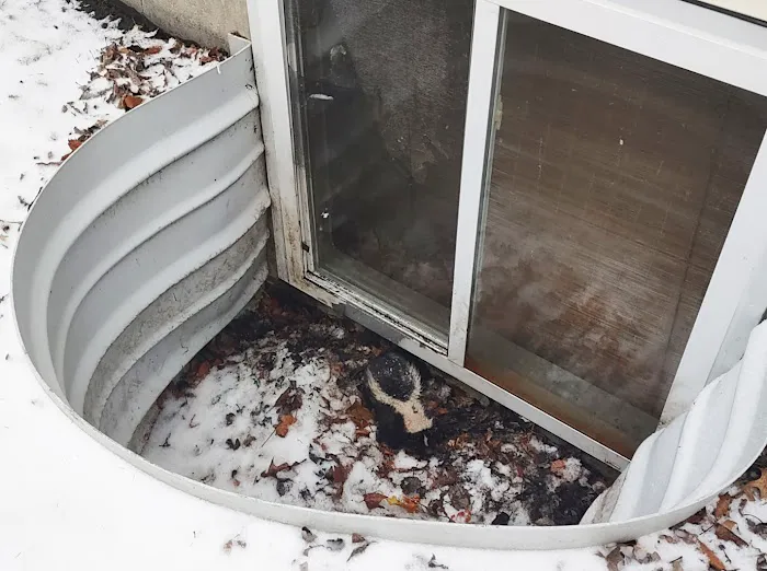 St. Clair County Critter Removal, LLC Picture 7