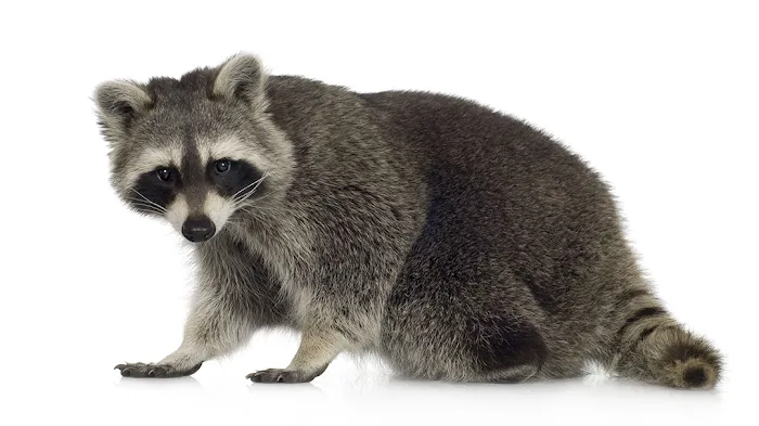 Indiana Wildlife Specialties Picture 1