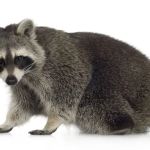 Indiana Wildlife Specialties