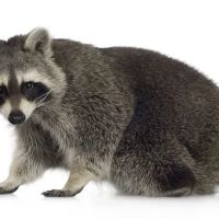 Indiana Wildlife Specialties ico