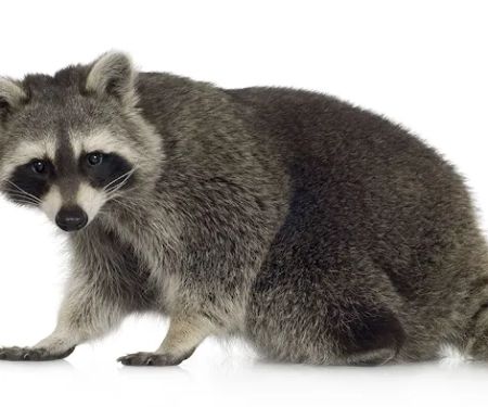 Indiana Wildlife Specialties