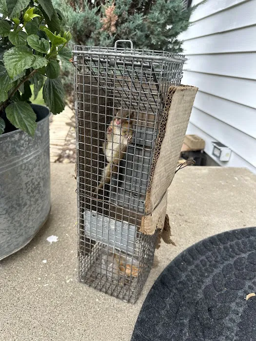 ADC-Animal Damage Control The Best Local Nuisance Wildlife Control & Bat Exclusion Specialist Picture 2