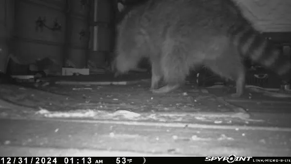ADC-Animal Damage Control The Best Local Nuisance Wildlife Control & Bat Exclusion Specialist Picture 3