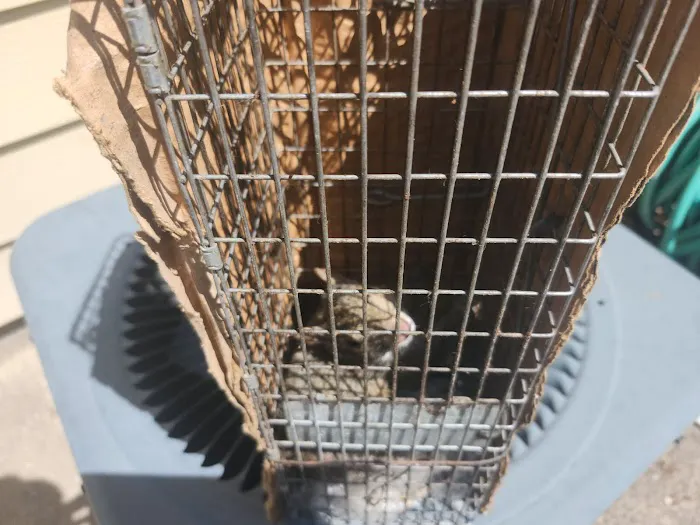 ADC-Animal Damage Control The Best Local Nuisance Wildlife Control & Bat Exclusion Specialist Picture 7