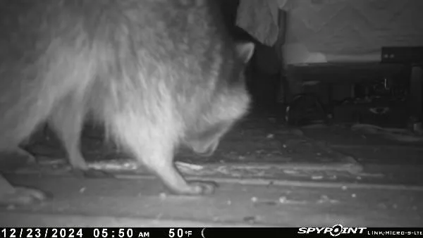 ADC-Animal Damage Control The Best Local Nuisance Wildlife Control & Bat Exclusion Specialist Picture 1
