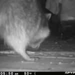 ADC-Animal Damage Control The Best Local Nuisance Wildlife Control & Bat Exclusion Specialist