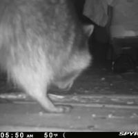 ADC-Animal Damage Control The Best Local Nuisance Wildlife Control & Bat Exclusion Specialist ico