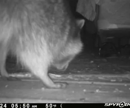 ADC-Animal Damage Control The Best Local Nuisance Wildlife Control & Bat Exclusion Specialist