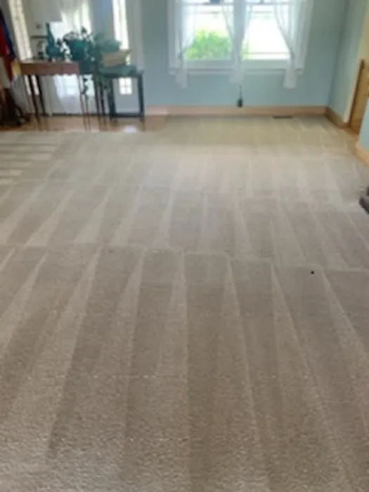 Steam Pro Carpet Cleaning & Pest Control Picture 4