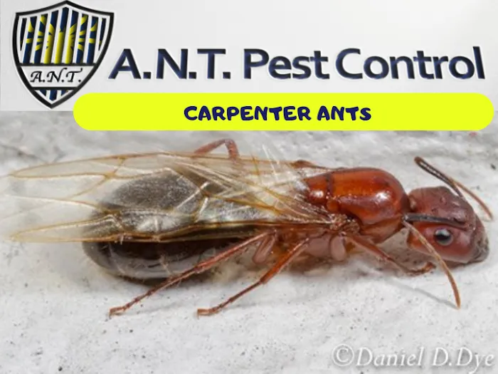 A.N.T. Pest Control Picture 10