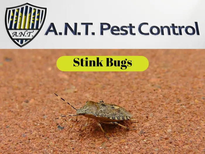 A.N.T. Pest Control Picture 1
