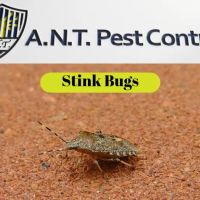 A.N.T. Pest Control ico