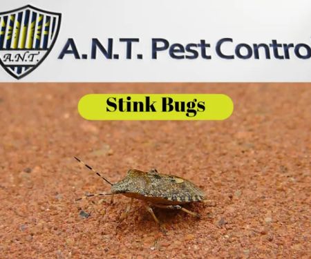A.N.T. Pest Control