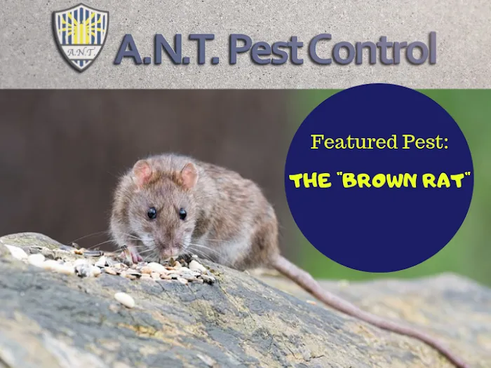 A.N.T. Pest Control Picture 3