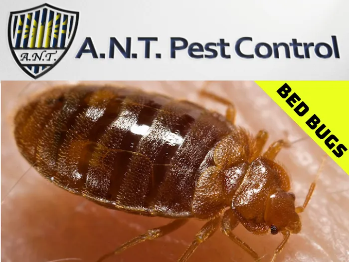 A.N.T. Pest Control Picture 9