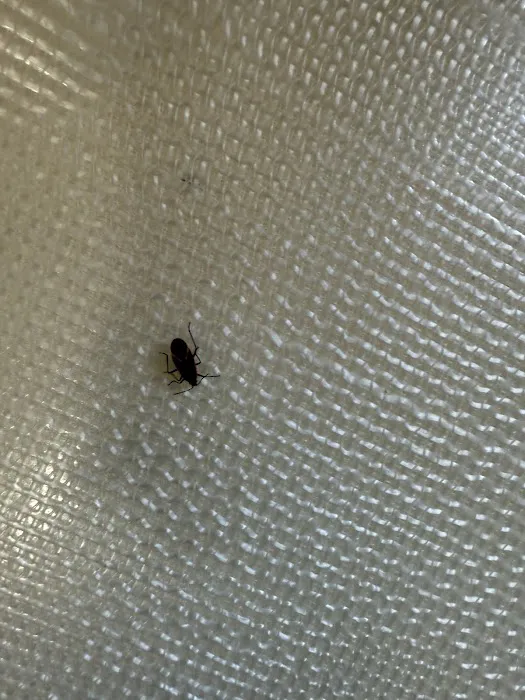 Chicago Pests, LLC Picture 4