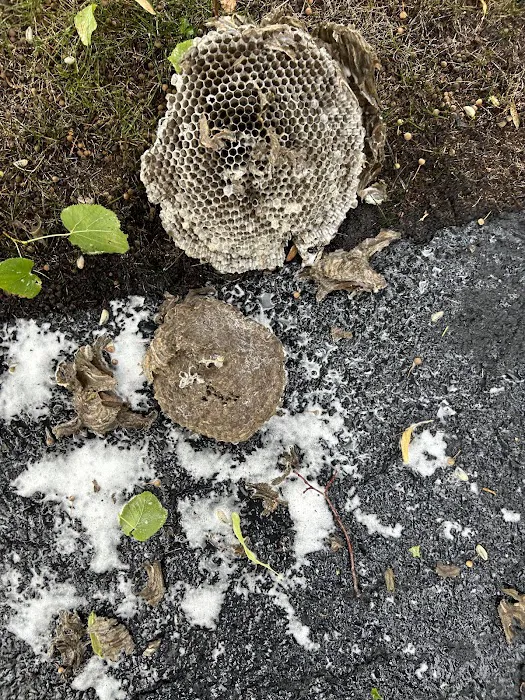 Chicago Pests, LLC Picture 10