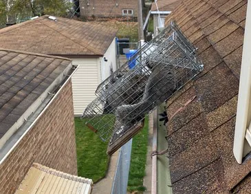 Smithereen Pest Management Services Picture 8