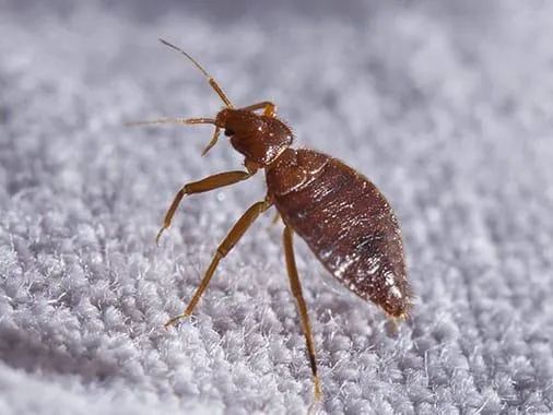 Action Pest Control Picture 2