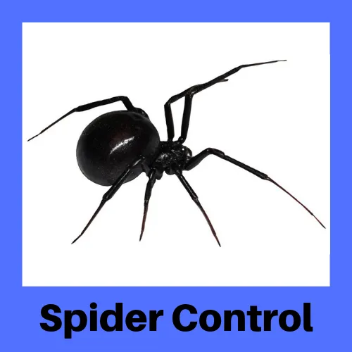Mr. Bug Guy Picture 4