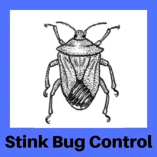 Mr. Bug Guy Picture 2