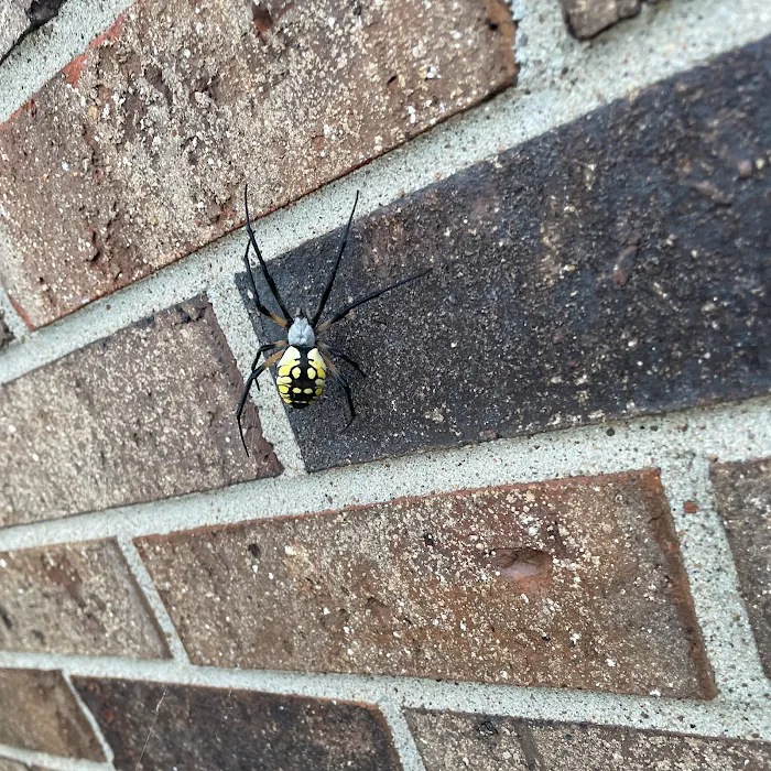 Mr. Bug Guy Picture 9