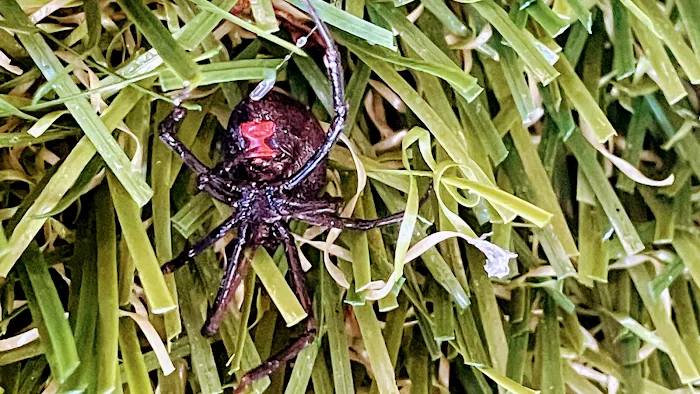 Mr. Bug Guy Picture 10