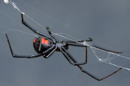 Ben the Bug Man, A-1 Pest Control Inc. Picture 6