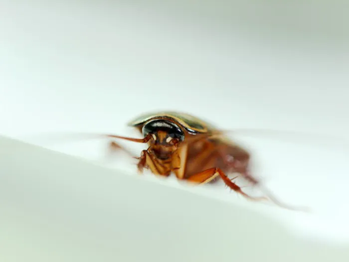 Best Pest Control Picture 8