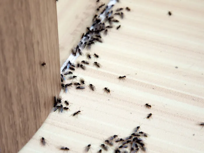 Best Pest Control Picture 5
