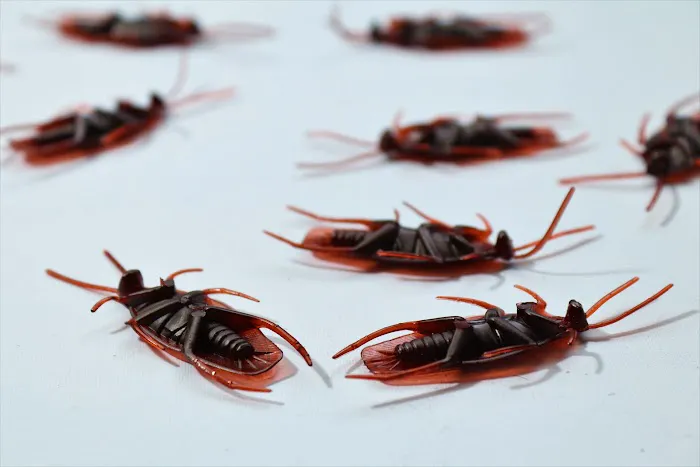 Best Pest Control Picture 4