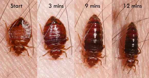Best Pest Control Picture 2