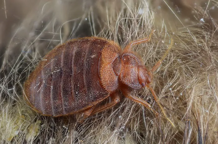 Best Pest Control Picture 6