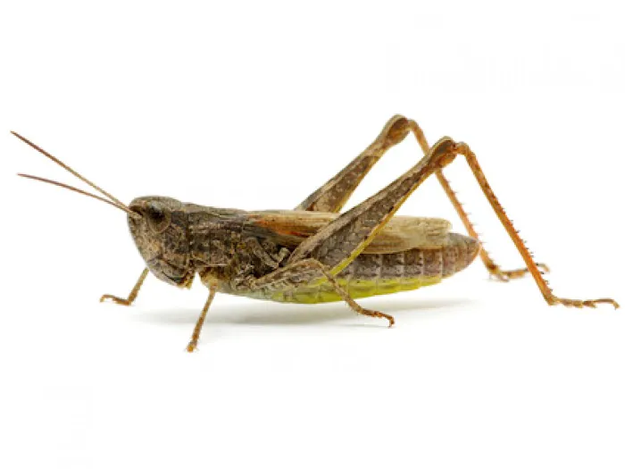 Best Pest Control Picture 3