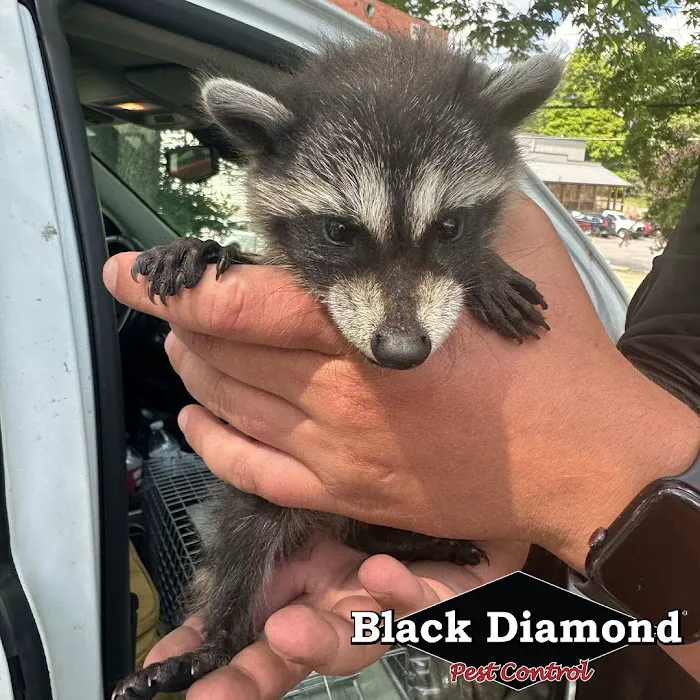 Black Diamond Pest Control Picture 6
