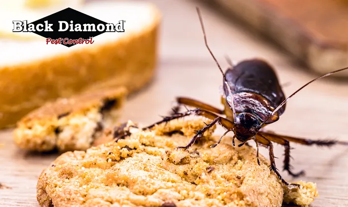 Black Diamond Pest Control Picture 4