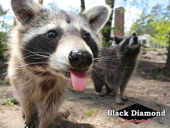 Black Diamond Pest Control Picture 9