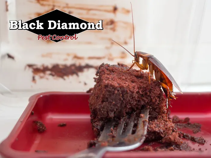 Black Diamond Pest Control Picture 5
