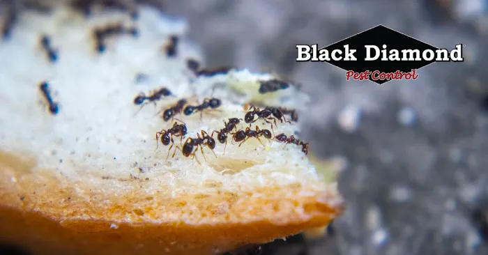 Black Diamond Pest Control Picture 3