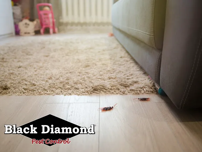 Black Diamond Pest Control Picture 10