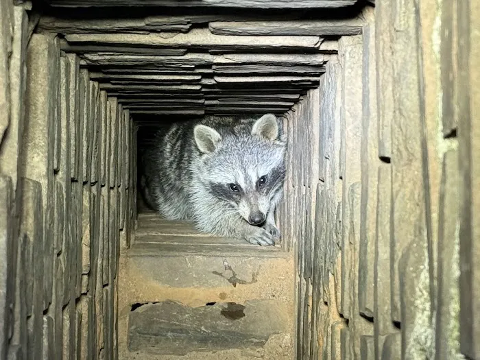 Precision Pest & Wildlife Picture 2