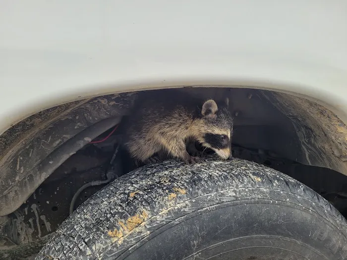 Black Diamond Pest Control Picture 1