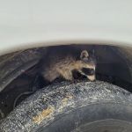 Black Diamond Pest Control