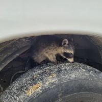 Black Diamond Pest Control ico