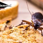 Black Diamond Pest Control