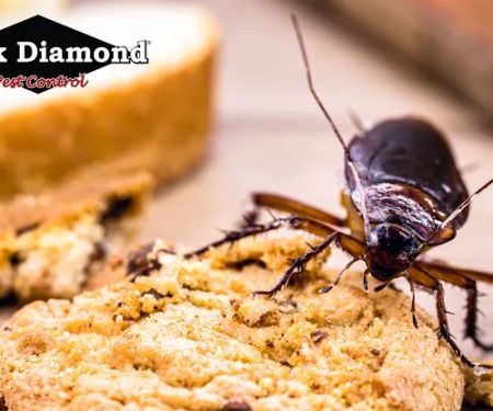 Black Diamond Pest Control