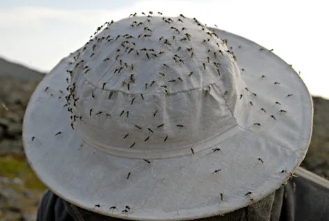 Black Diamond Pest Control Picture 3