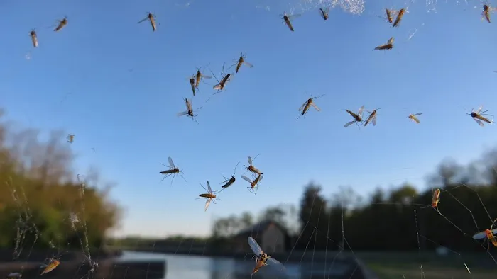Black Diamond Pest Control Picture 4