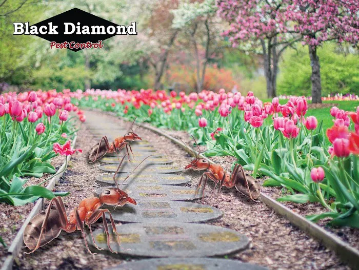 Black Diamond Pest Control Picture 2