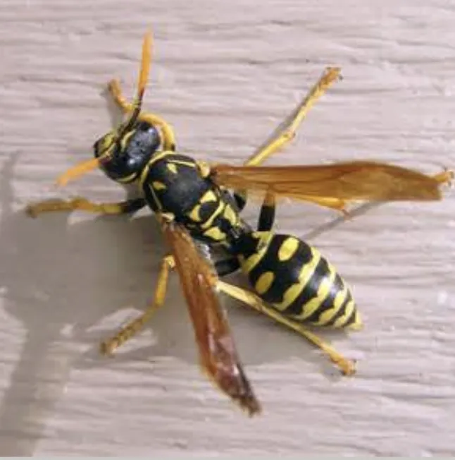 IPM Pest and Termite Picture 6